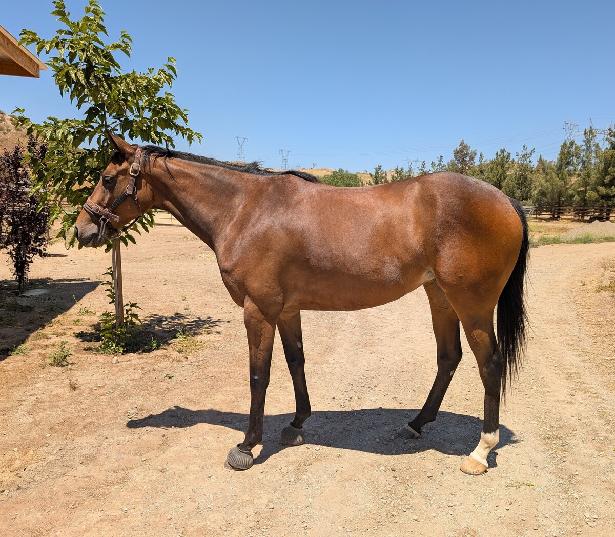 Arya, 4yo Thoroughbred mare, 15.3hh