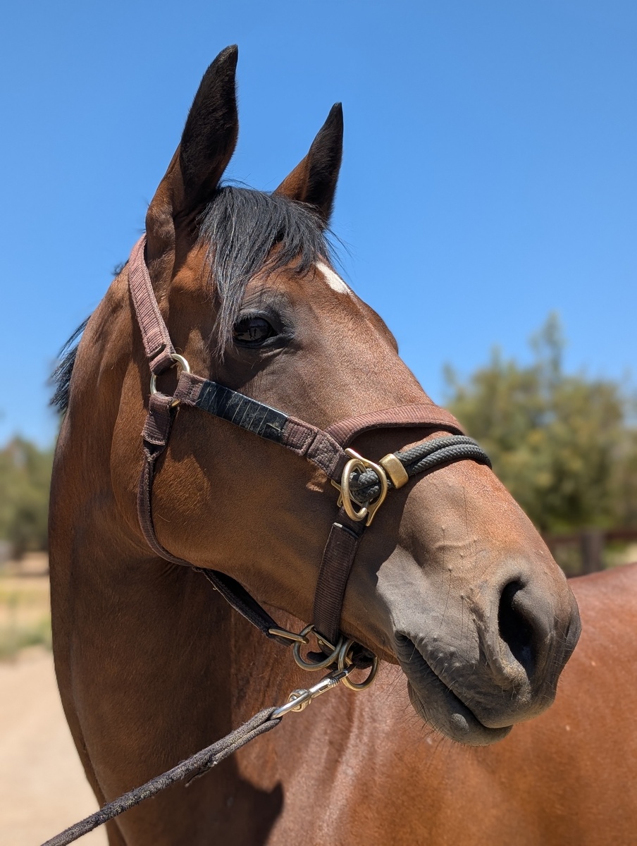 Arya, 4yo Thoroughbred mare, 15.3hh