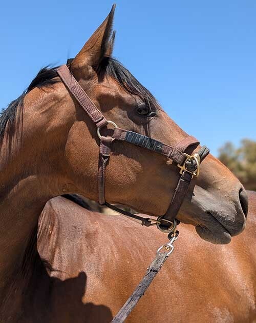 Arya, 4yo Thoroughbred mare, 15.3hh