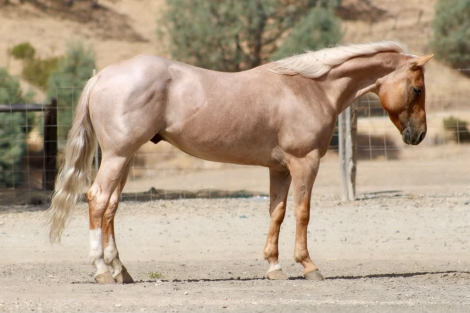1ST EDITION, 8yo AQHA Quarter Horse gelding, 14.3hh