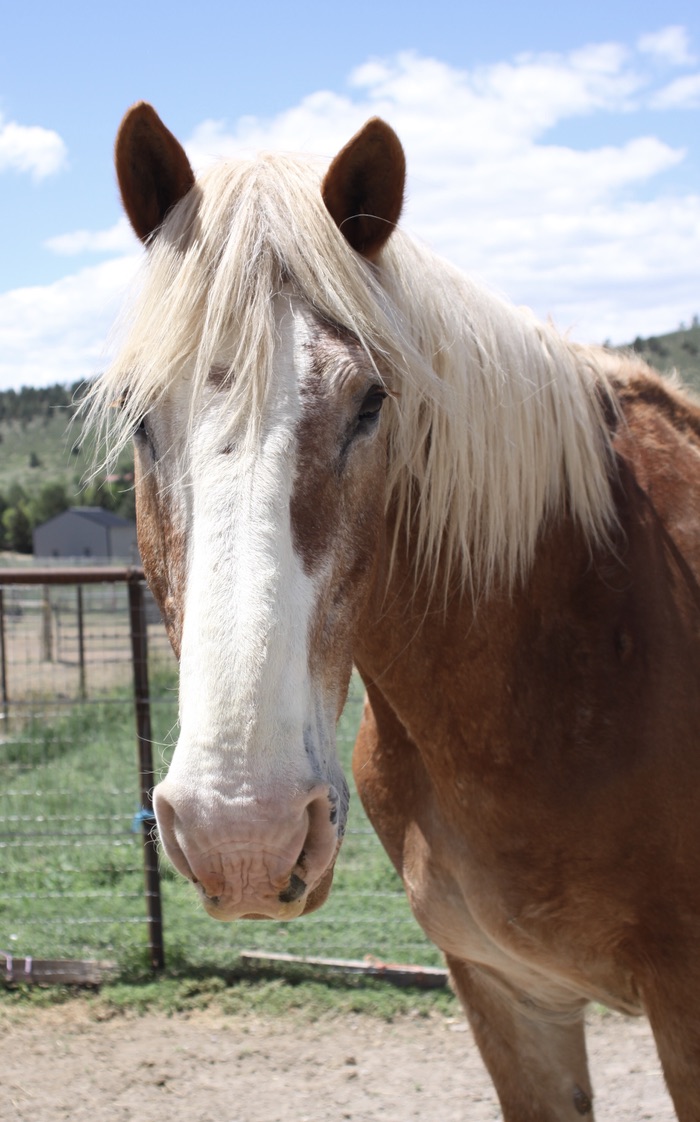 Luke, 20yo Belgian gelding, 16.2hh