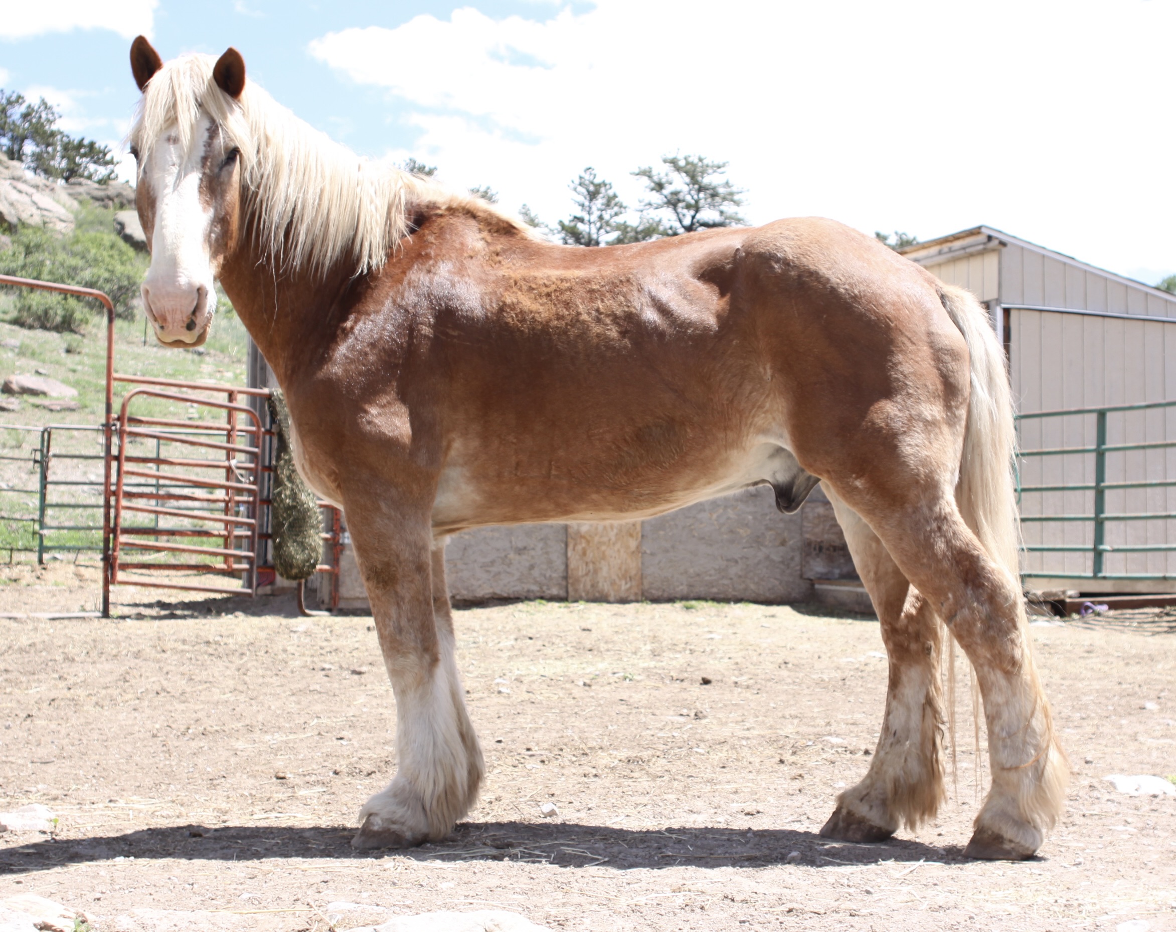 Luke, 20yo Belgian gelding, 16.2hh