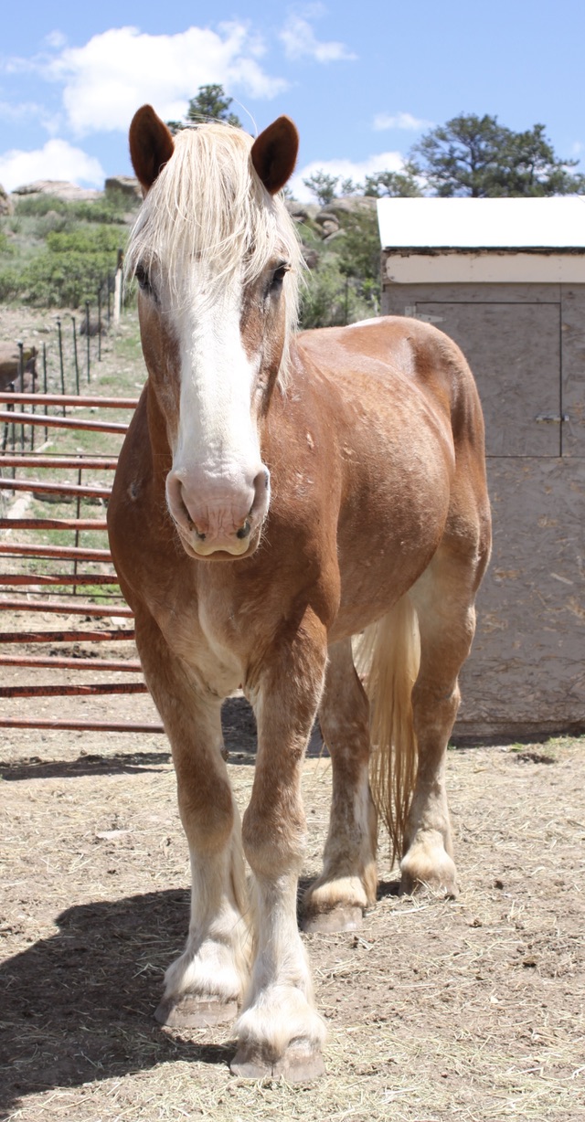 Luke, 20yo Belgian gelding, 16.2hh