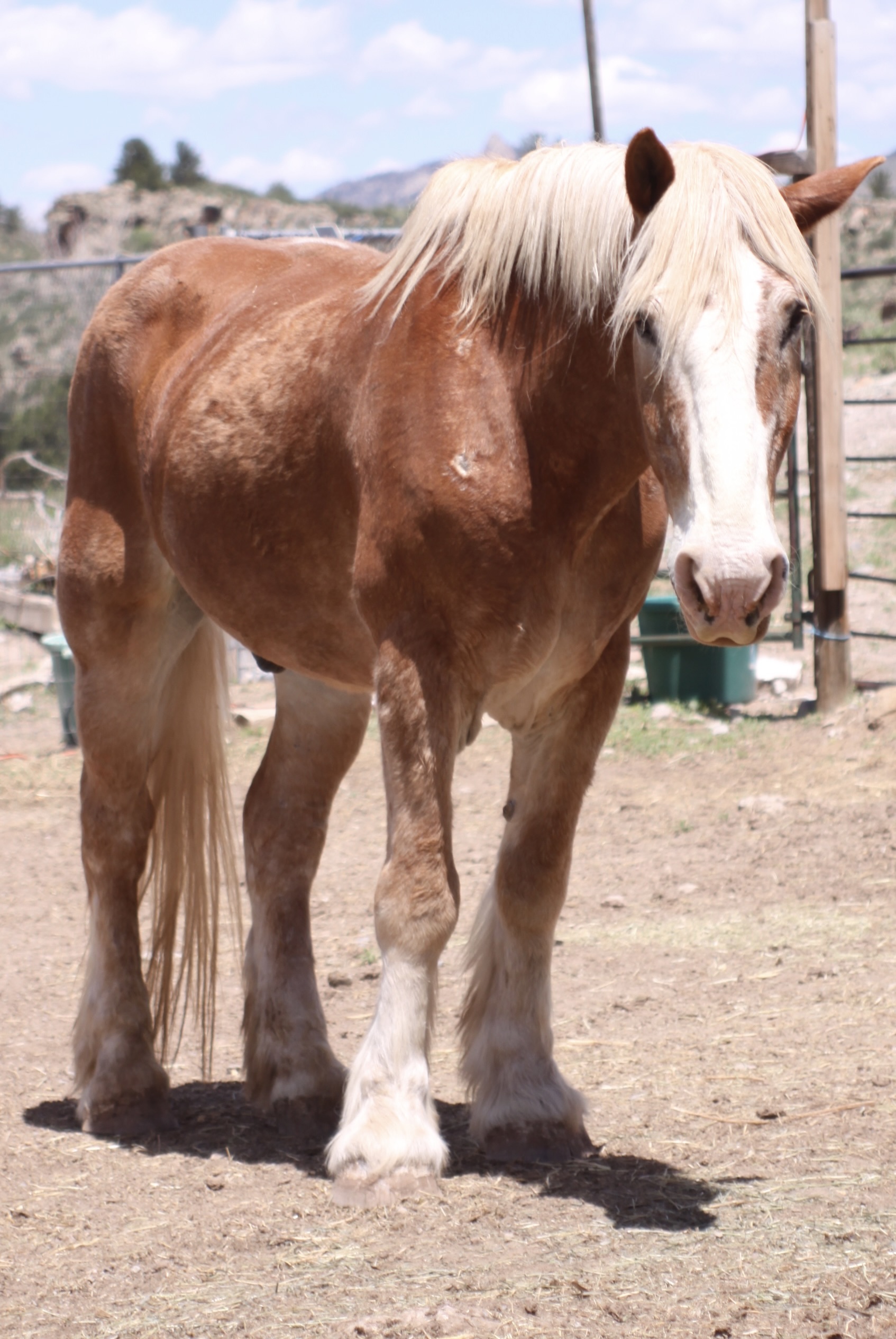 Luke, 20yo Belgian gelding, 16.2hh
