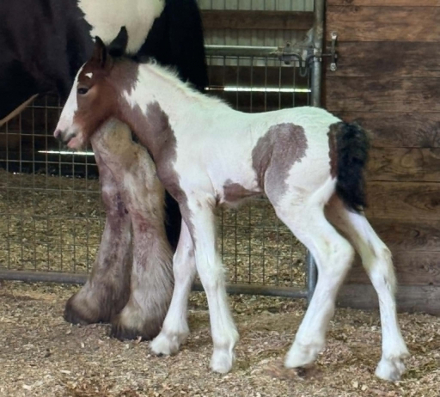 CHESTNUT OAK'S VIOLET (Violet), Gypsy Vanner Horse filly foal, 14.2hh