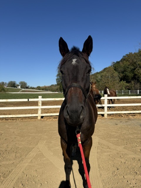 Rocket Appeal (Nitro), 9yo Thoroughbred gelding, 16.0hh