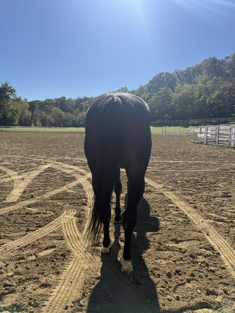 Rocket Appeal (Nitro), 9yo Thoroughbred gelding, 16.0hh