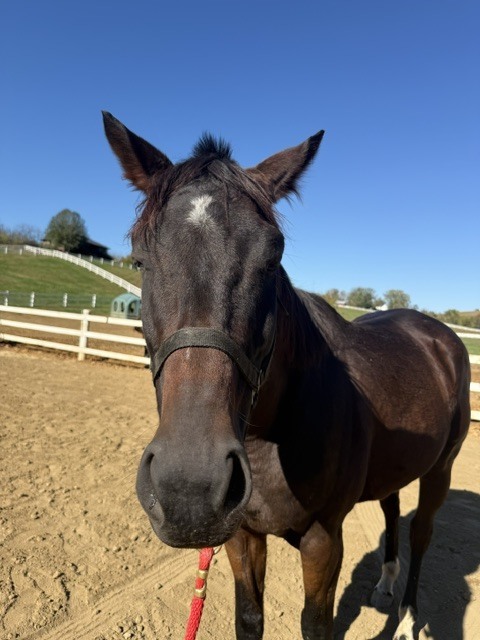 Rocket Appeal (Nitro), 9yo Thoroughbred gelding, 16.0hh