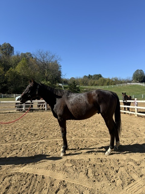 Rocket Appeal (Nitro), 9yo Thoroughbred gelding, 16.0hh