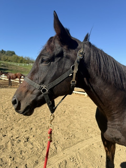 Rocket Appeal (Nitro), 9yo Thoroughbred gelding, 16.0hh