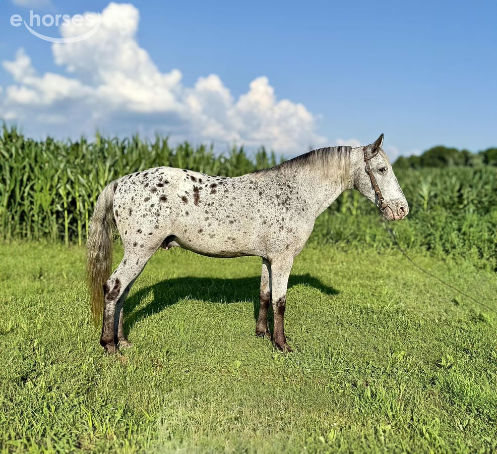 Tennessee walking horse, 12yo Tennessee walking horse gelding, 14.1hh