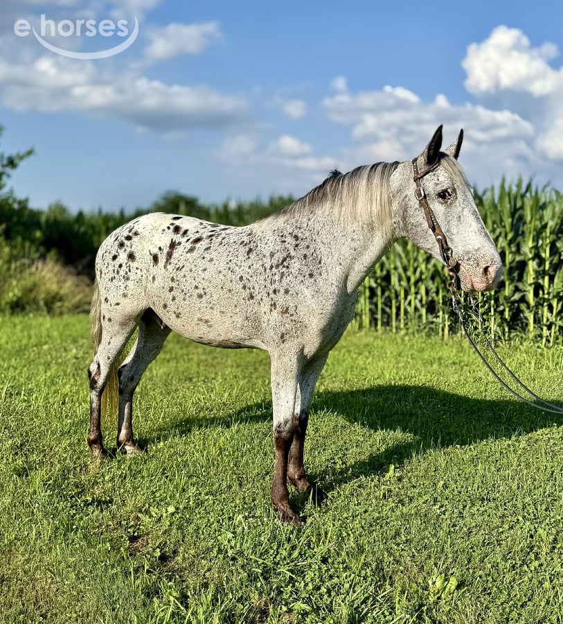 Tennessee walking horse, 12yo Tennessee walking horse gelding, 14.1hh