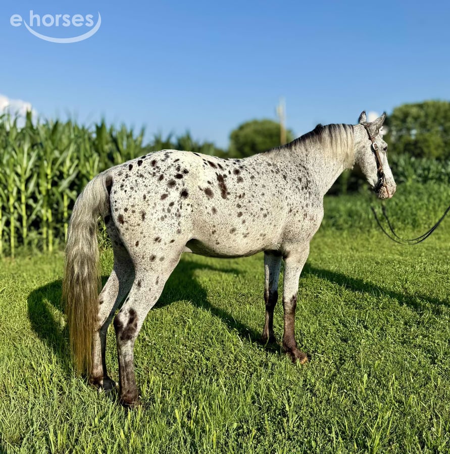 Tennessee walking horse, 12yo Tennessee walking horse gelding, 14.1hh