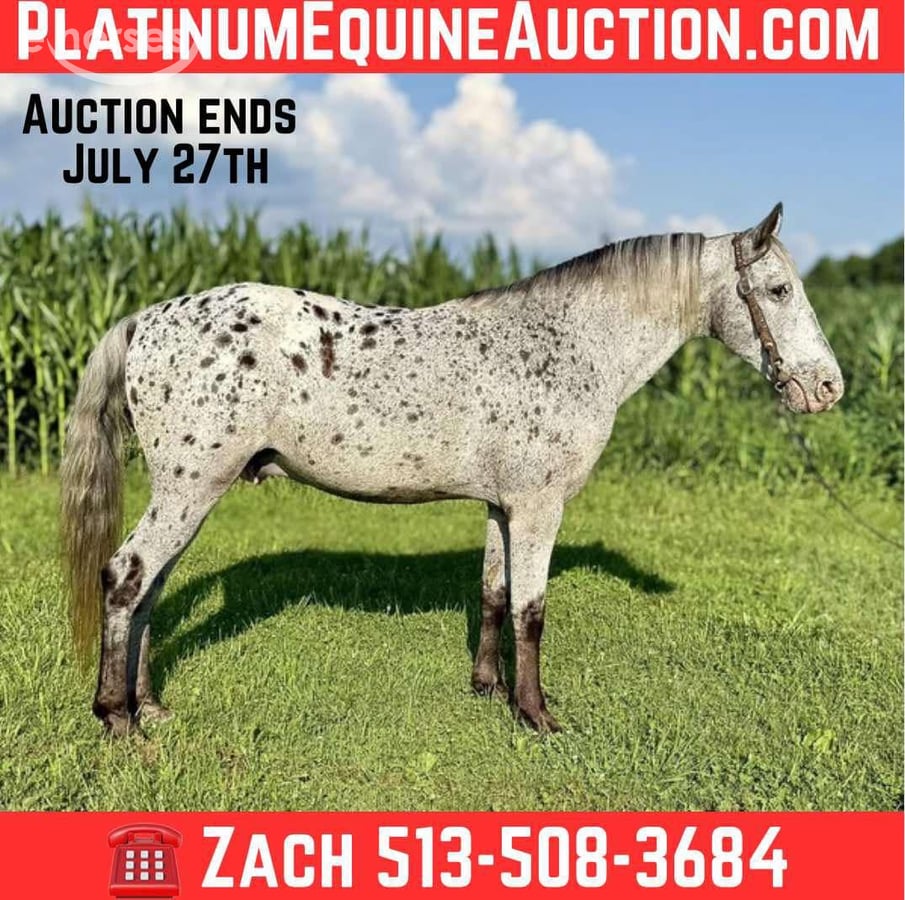 Tennessee walking horse, 12yo Tennessee walking horse gelding, 14.1hh