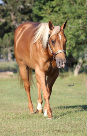 ROXY, 5yo AQHA Quarter Horse Palomino Horse Breed PHBA mare, 14.3hh