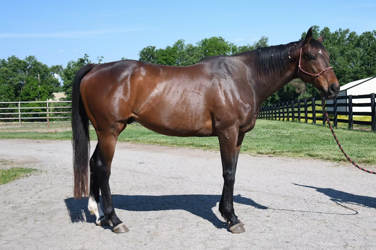 Jocker Justice, 12yo Thoroughbred gelding, 16.2hh