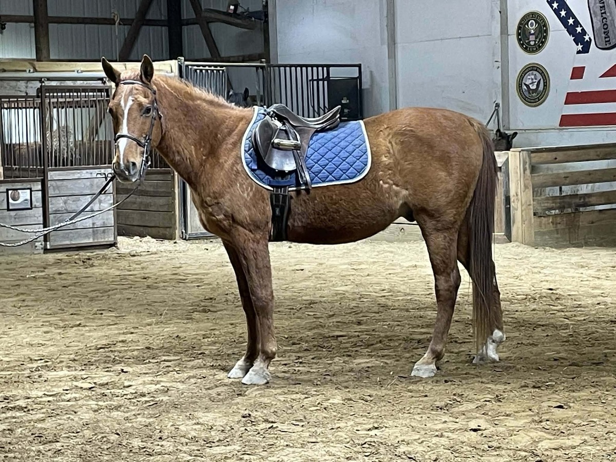 Shiloh, 19yo Arabian gelding, 14.0hh