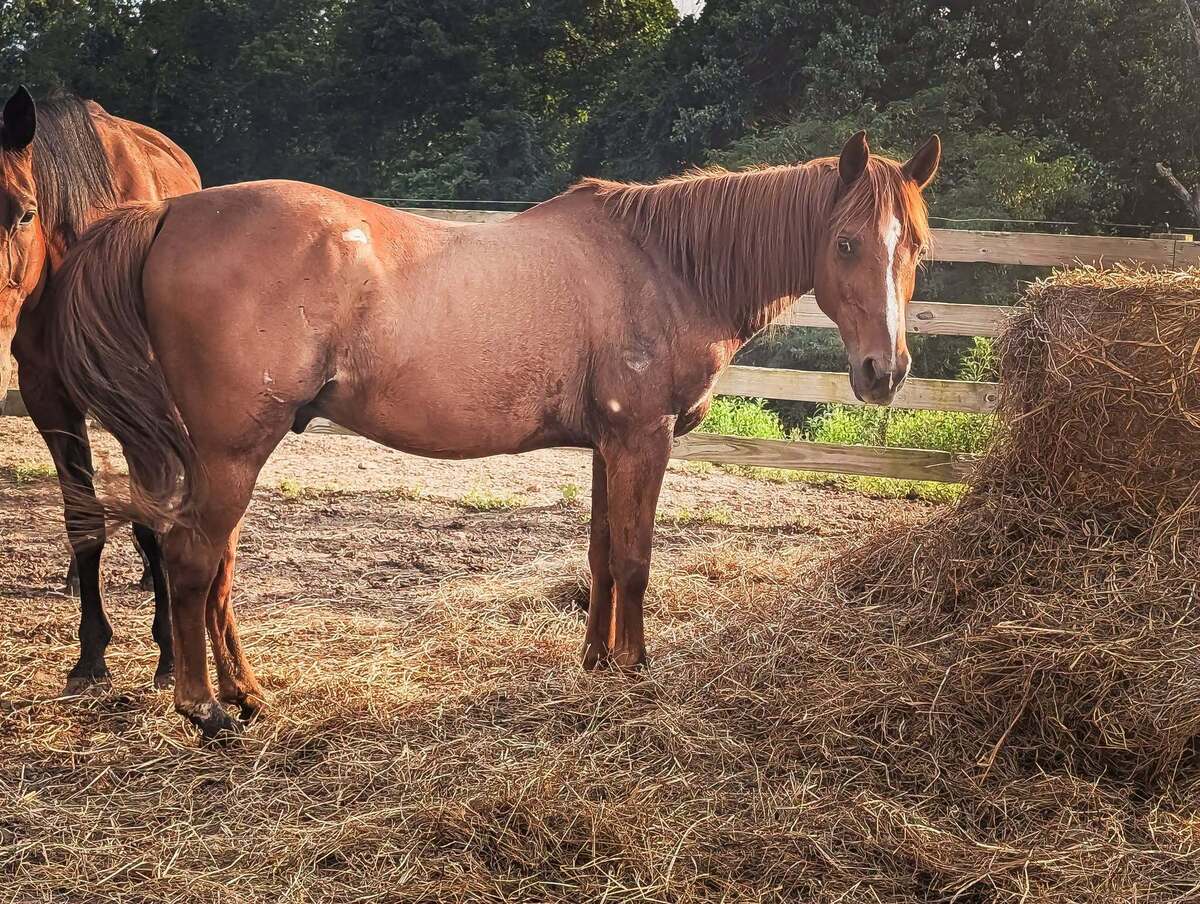 Shiloh, 19yo Arabian gelding, 14.0hh