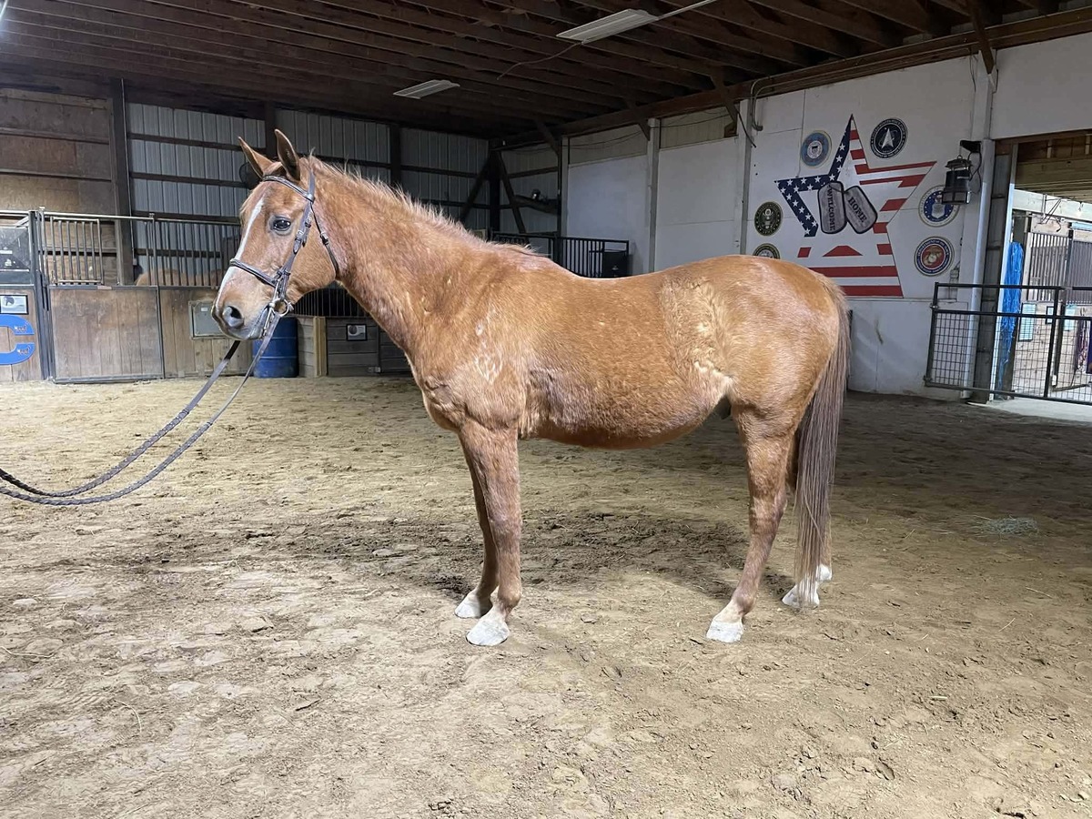 Shiloh, 19yo Arabian gelding, 14.0hh