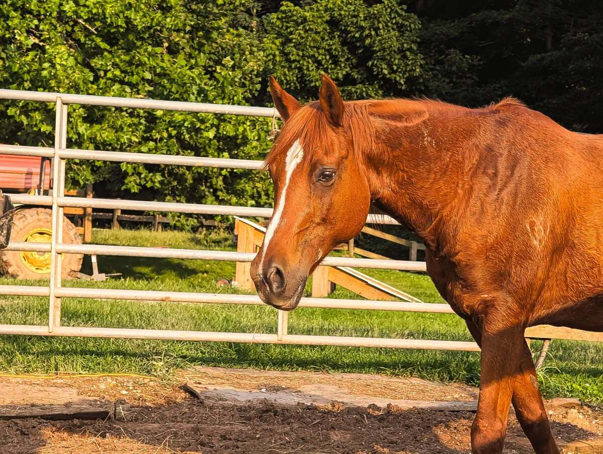 Shiloh, 19yo Arabian gelding, 14.0hh