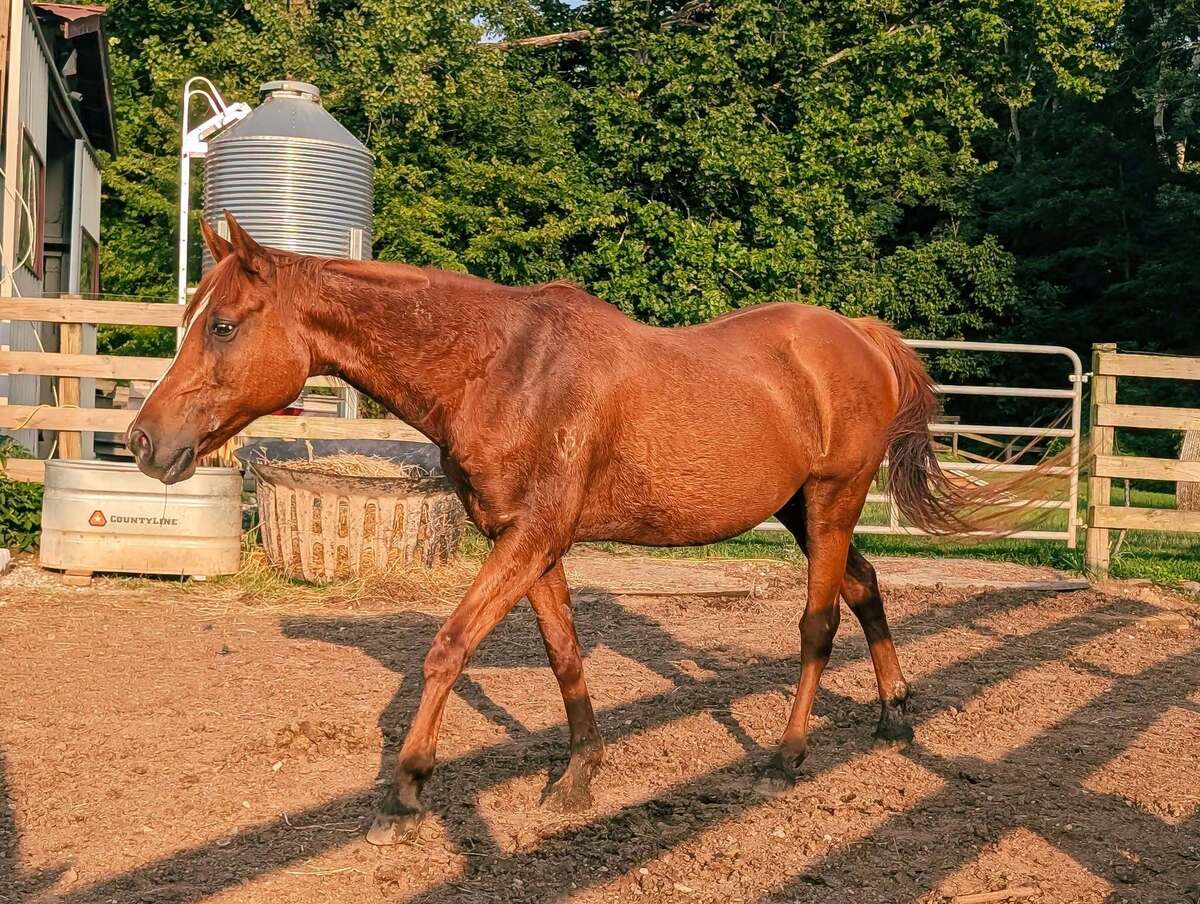 Shiloh, 19yo Arabian gelding, 14.0hh