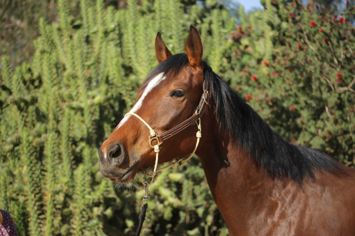 Ruby Kiss, 4yo Thoroughbred mare, 16.2hh