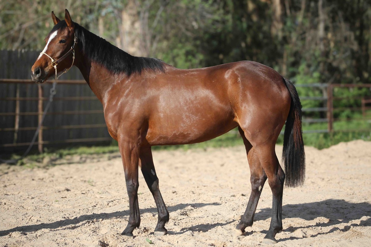 Ruby Kiss, 4yo Thoroughbred mare, 16.2hh