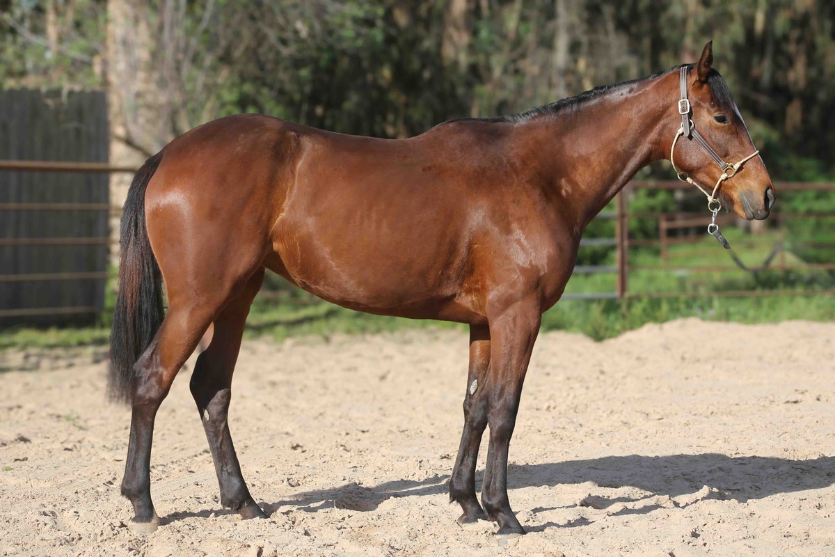 Ruby Kiss, 4yo Thoroughbred mare, 16.2hh