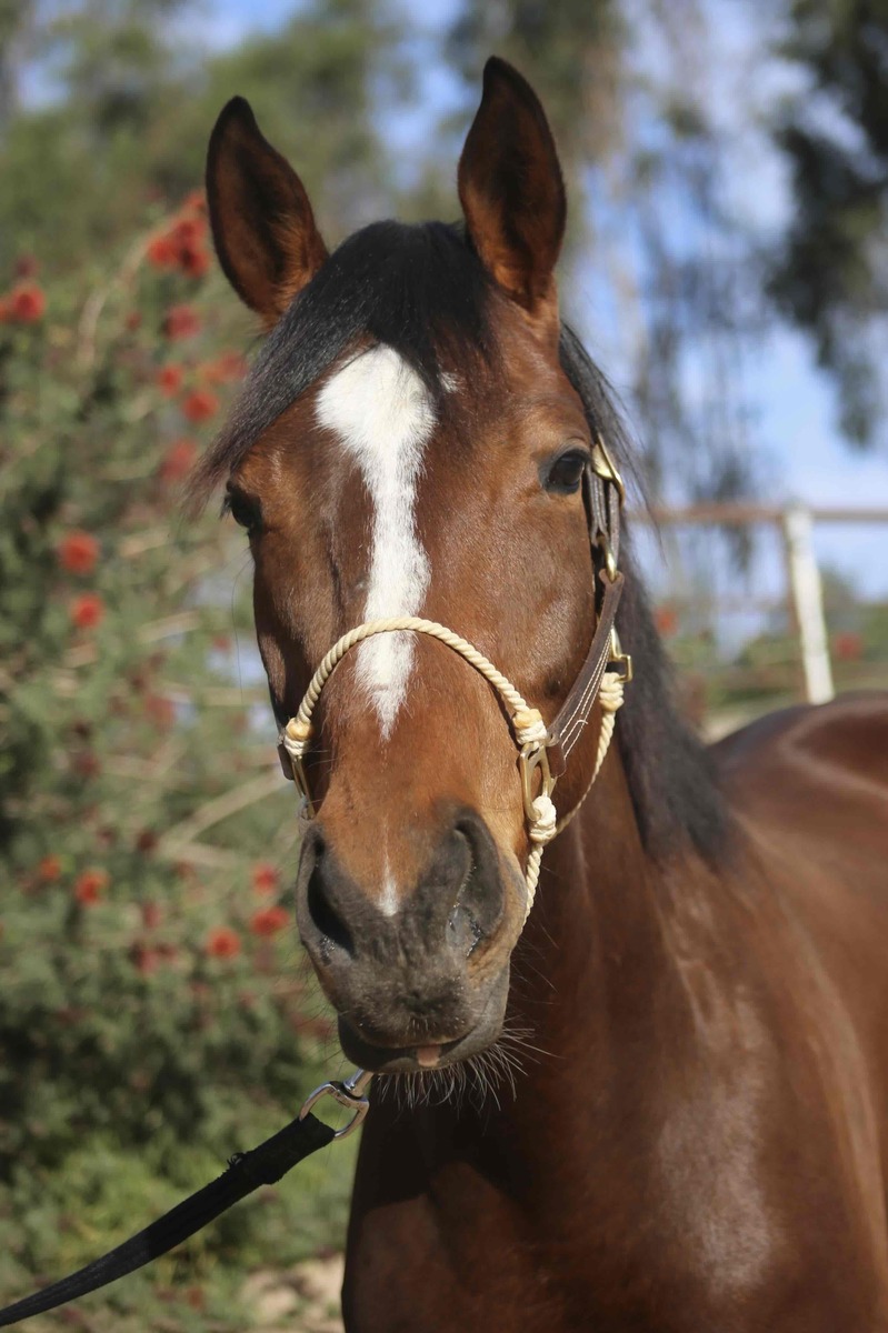 Ruby Kiss, 4yo Thoroughbred mare, 16.2hh
