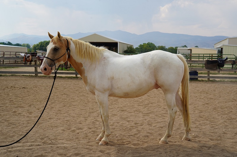 Aspen, 18yo Paint gelding, 15.2hh