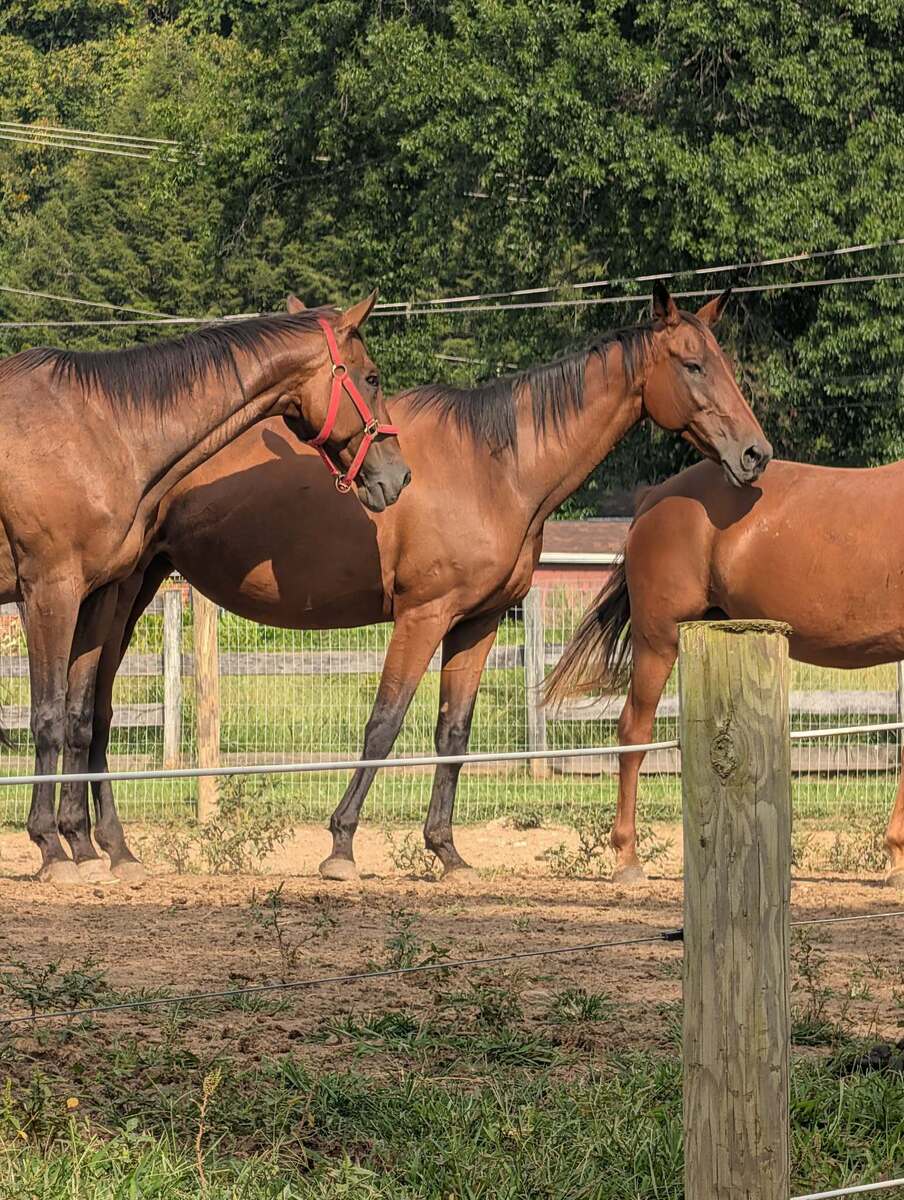 Toffee - Companion only, 19yo Thoroughbred mare, 15.2hh