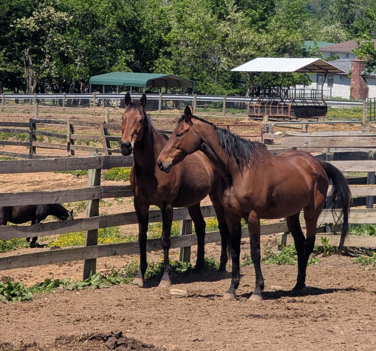 Toffee - Companion only, 19yo Thoroughbred mare, 15.2hh