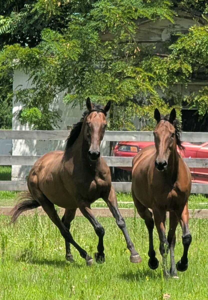 Toffee - Companion only, 19yo Thoroughbred mare, 15.2hh