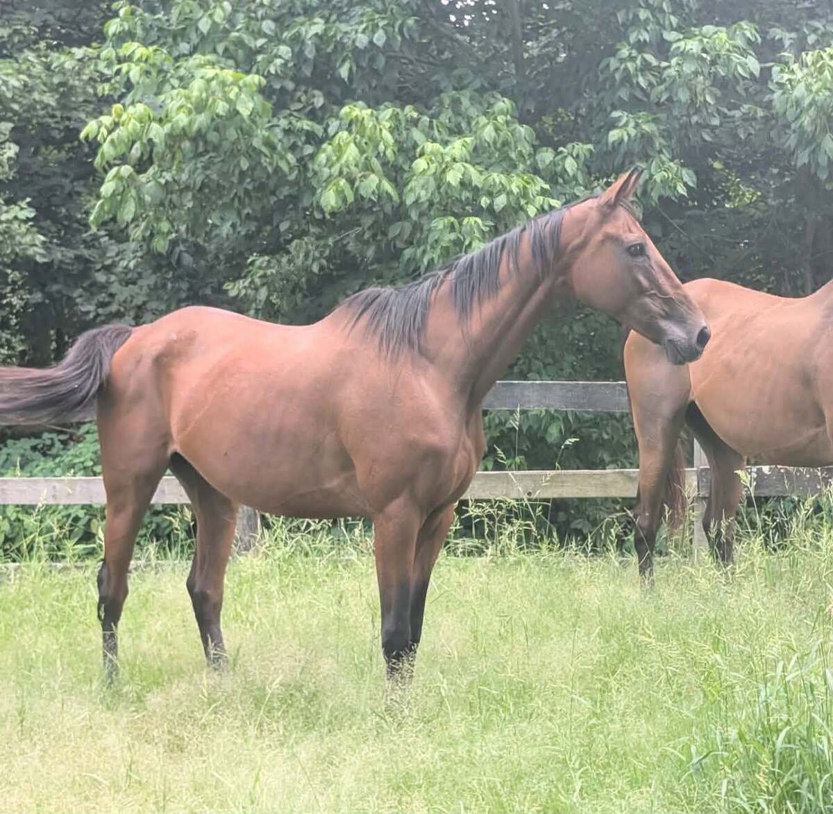 Toffee - Companion only, 19yo Thoroughbred mare, 15.2hh