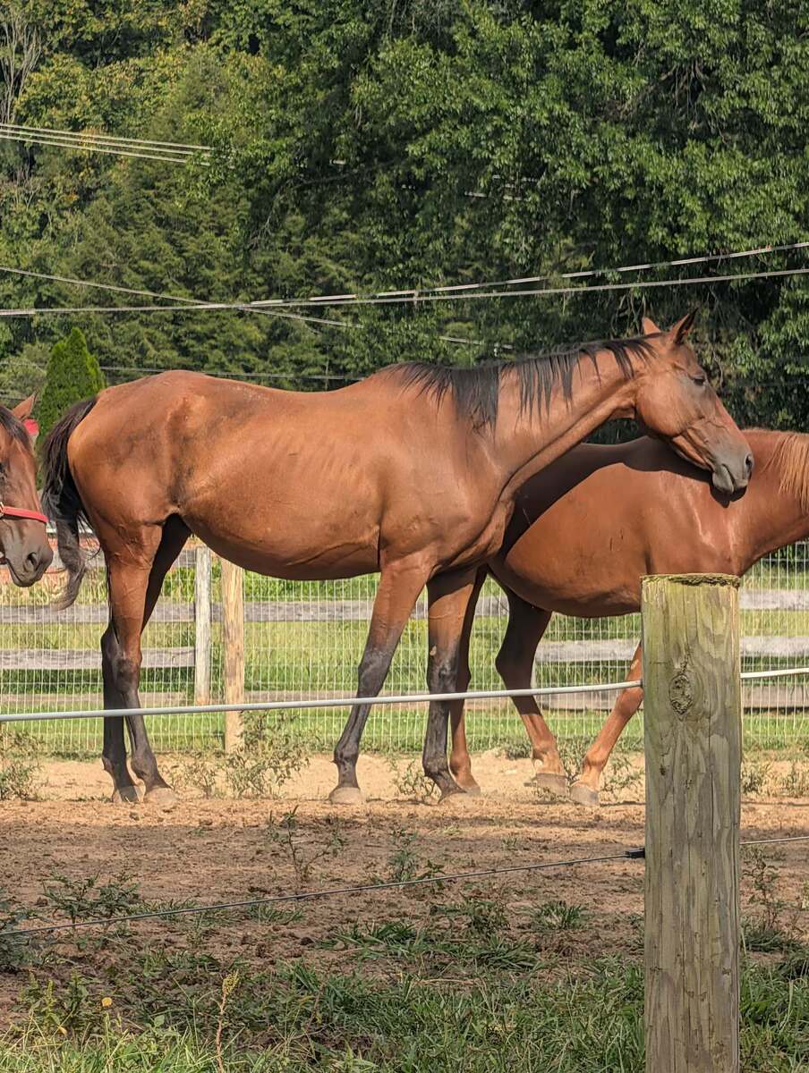 Toffee - Companion only, 19yo Thoroughbred mare, 15.2hh