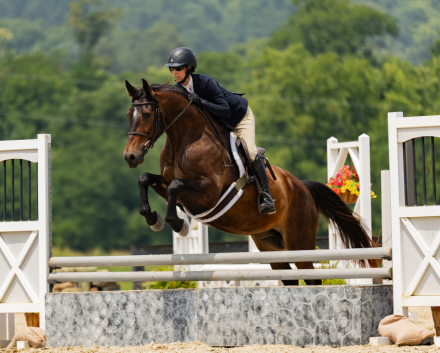 Zolin, 5yo Morgan Horse Warmblood Cross gelding, 15.3hh