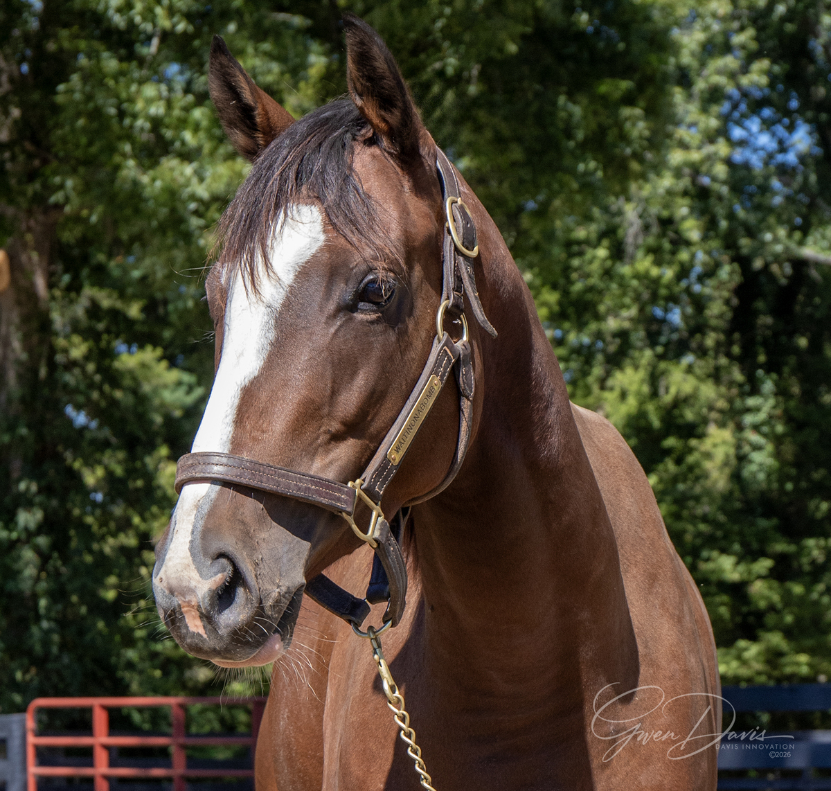 Waitinonabomb, 4yo Thoroughbred filly, 16.0hh