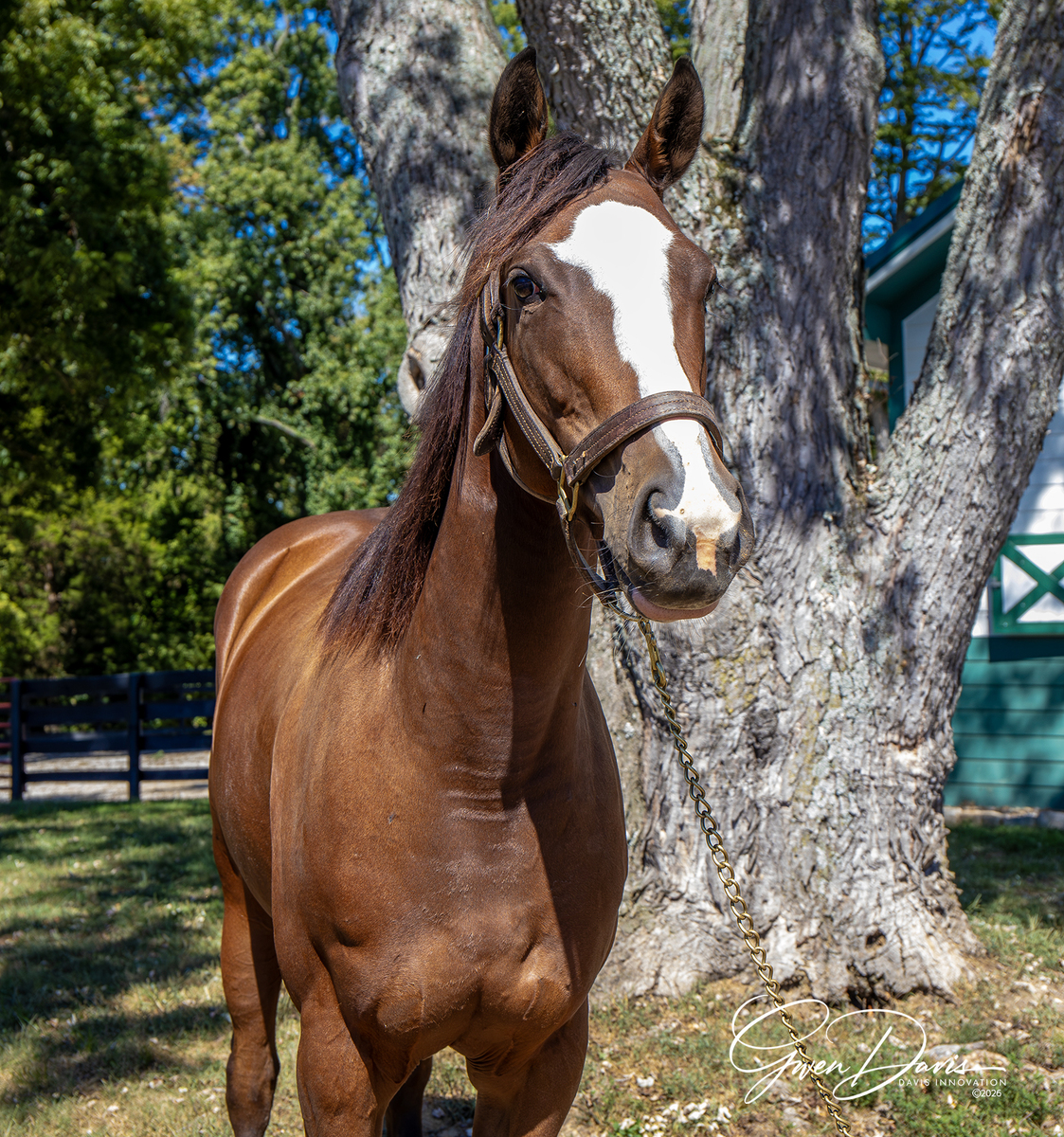 Waitinonabomb, 4yo Thoroughbred filly, 16.0hh