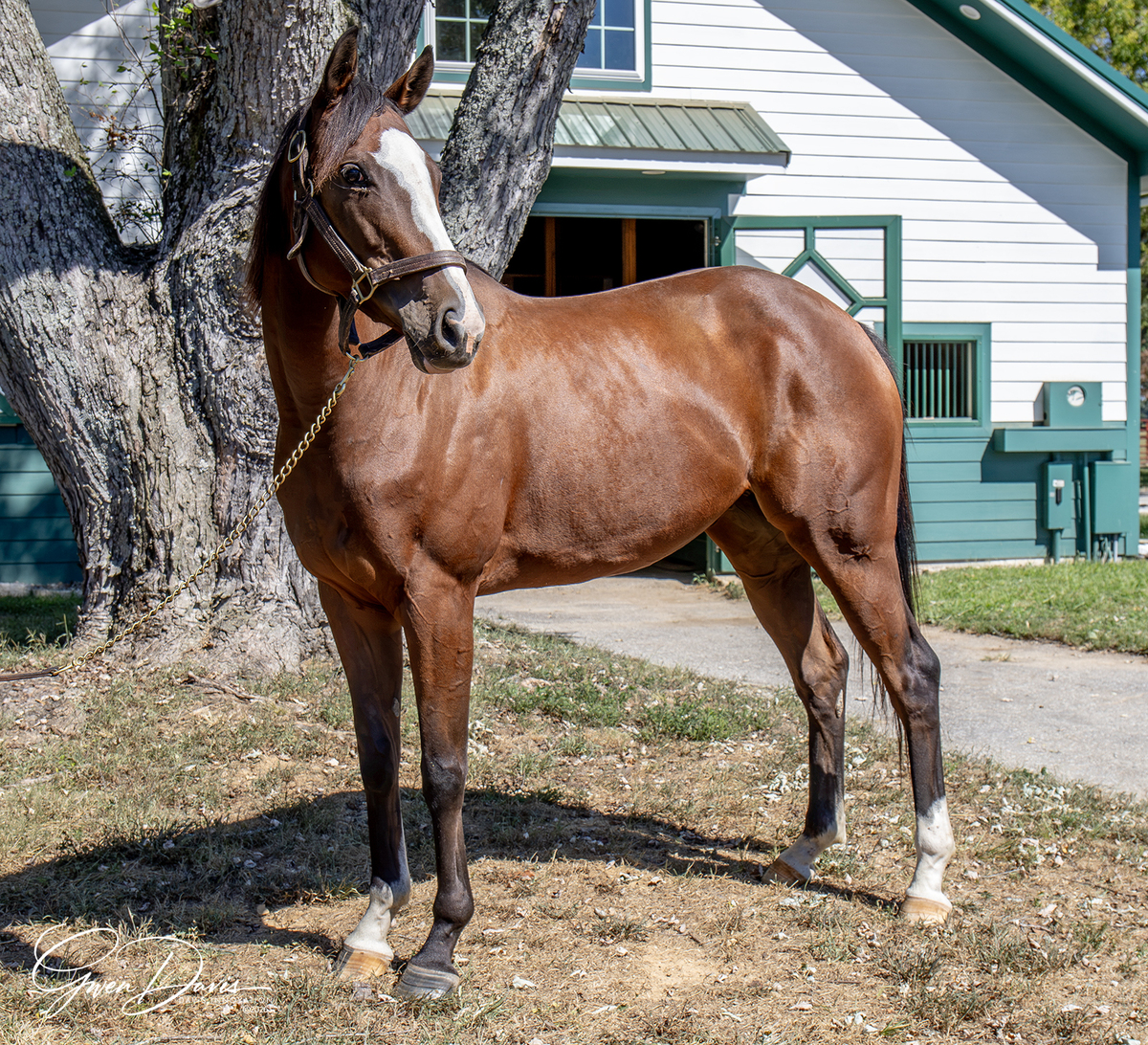 Waitinonabomb, 4yo Thoroughbred filly, 16.0hh