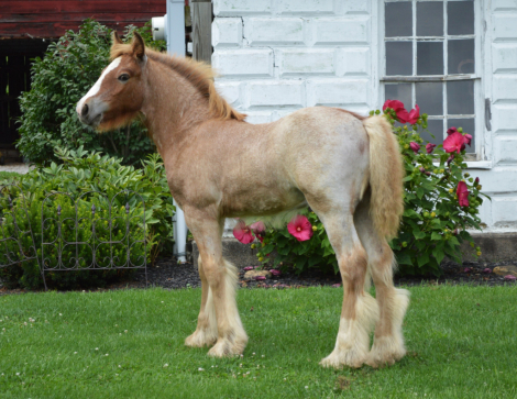 CHESTNUT OAK'S BLAZE (Blaze), Gypsy Vanner Horse colt foal, 14.2hh