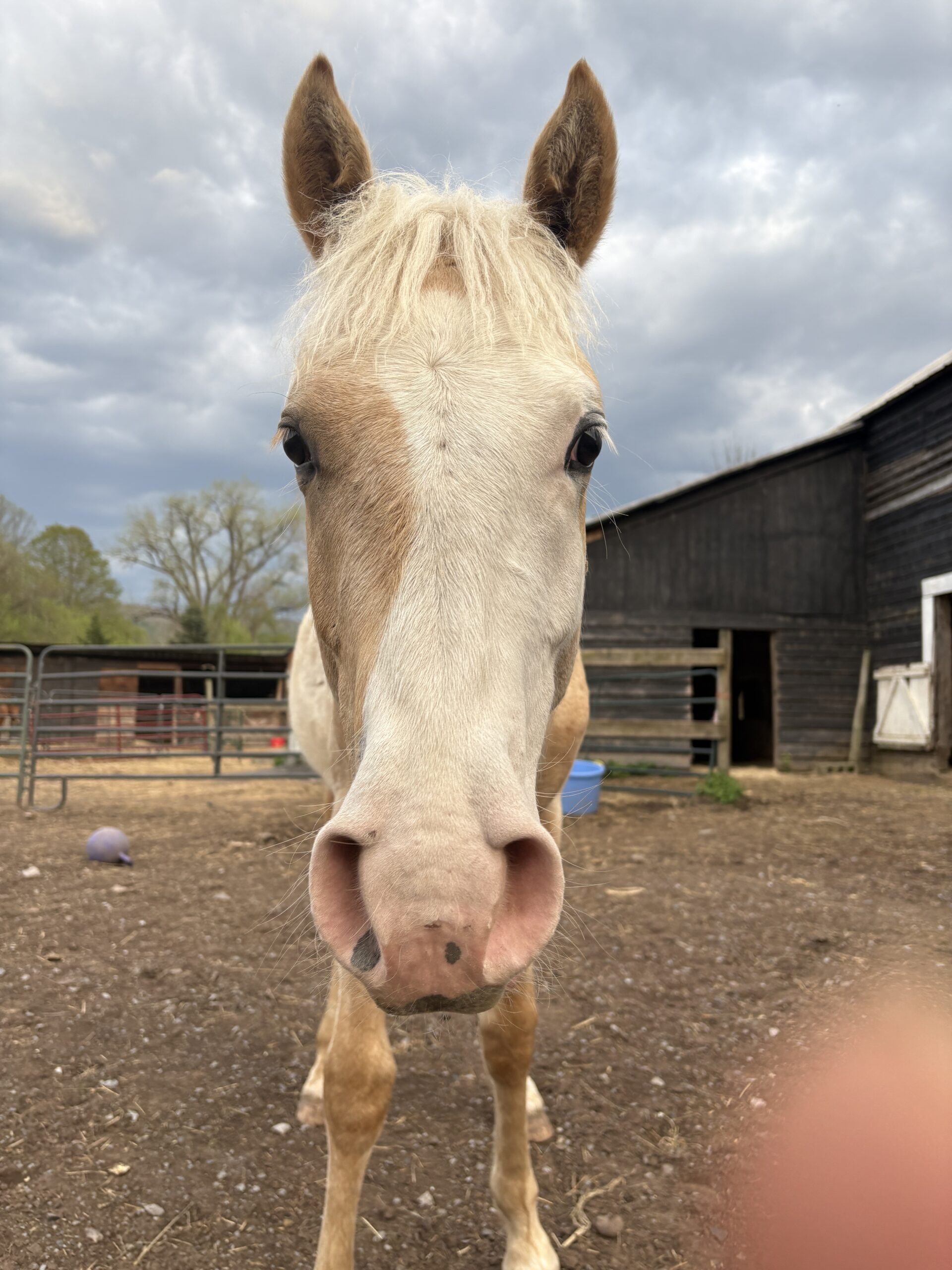 Simba, 1yo Mustang gelding