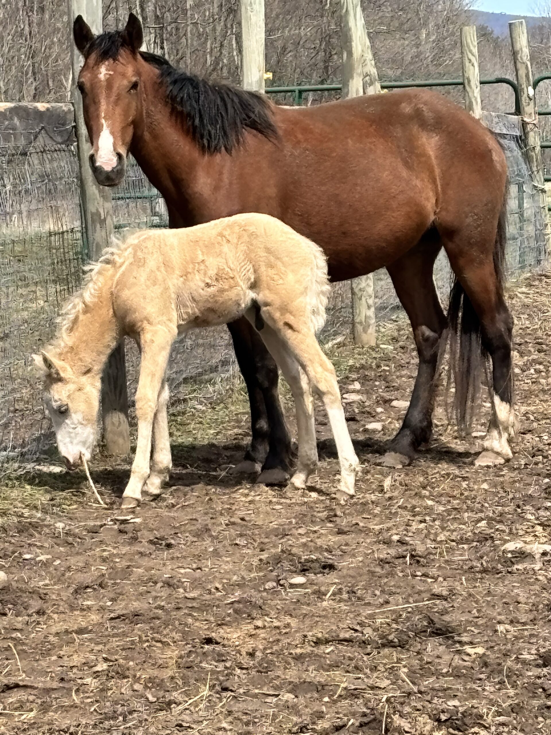 Simba, 1yo Mustang gelding