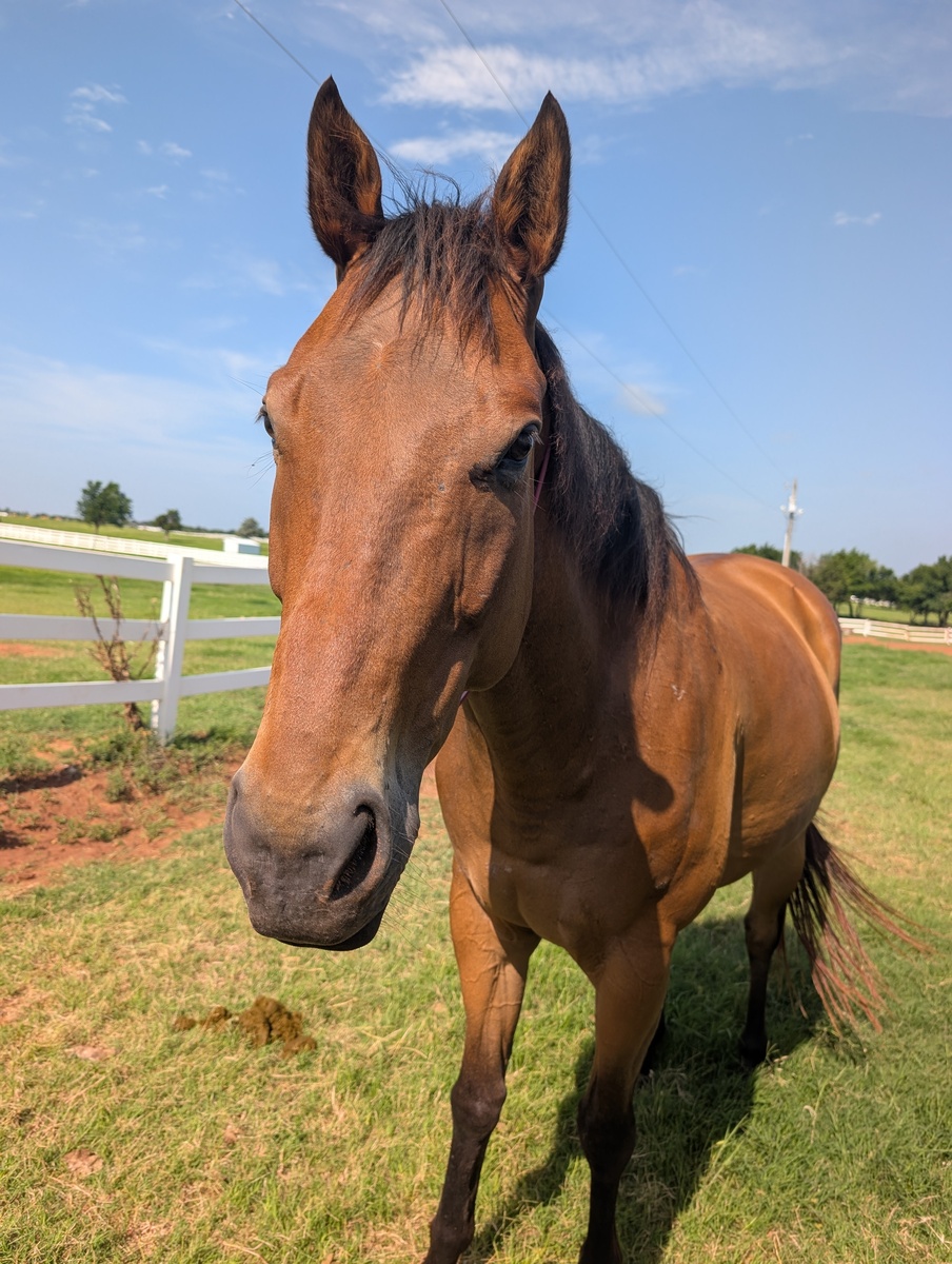 Acting Wizard, 8yo Thoroughbred gelding, 16.0hh
