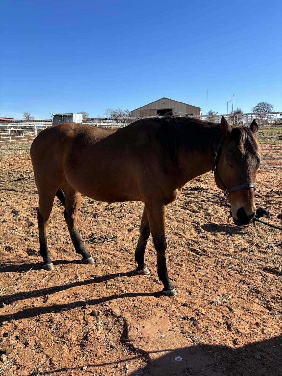 Acting Wizard, 8yo Thoroughbred gelding, 16.0hh
