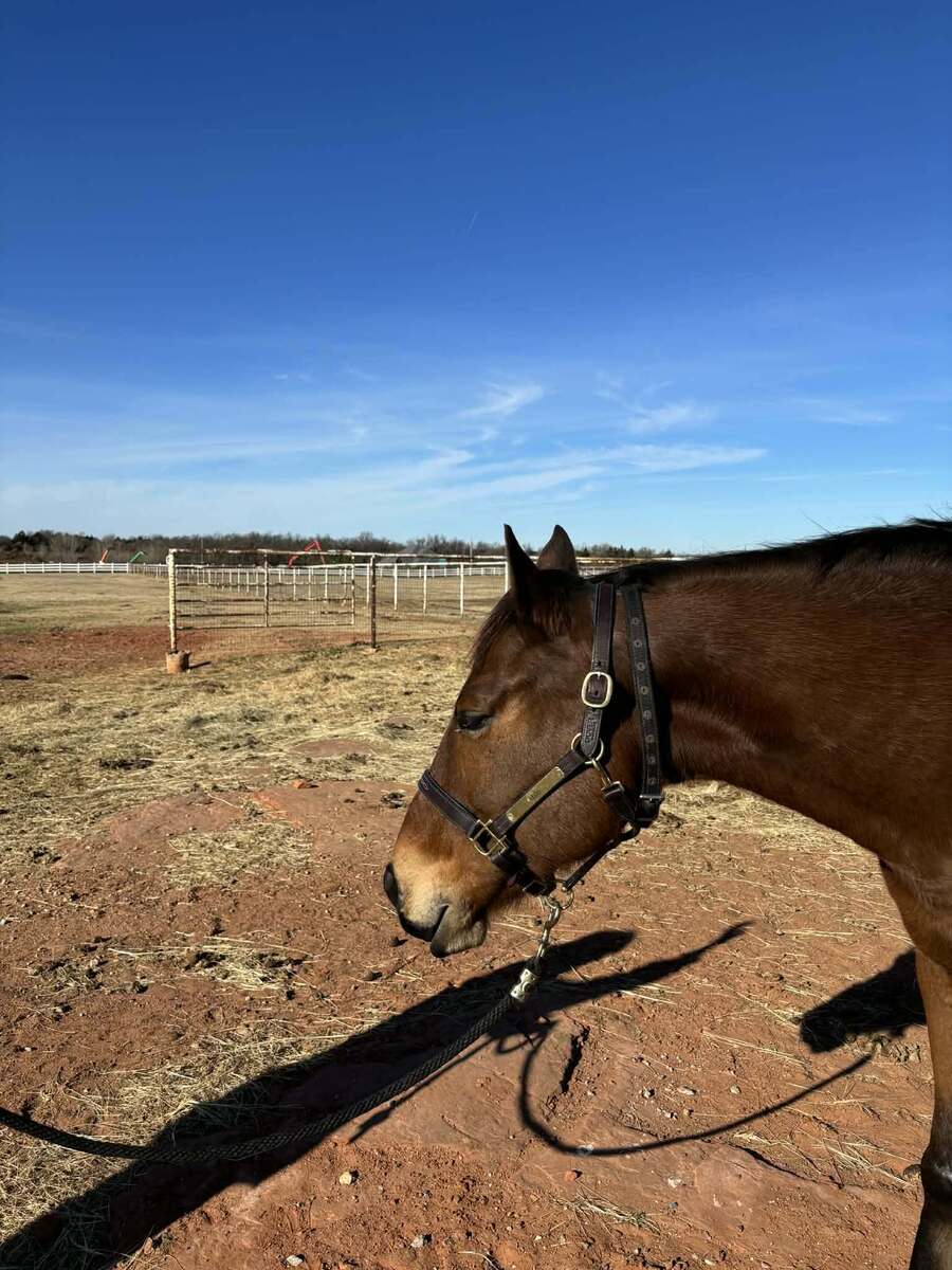 Acting Wizard, 8yo Thoroughbred gelding, 16.0hh