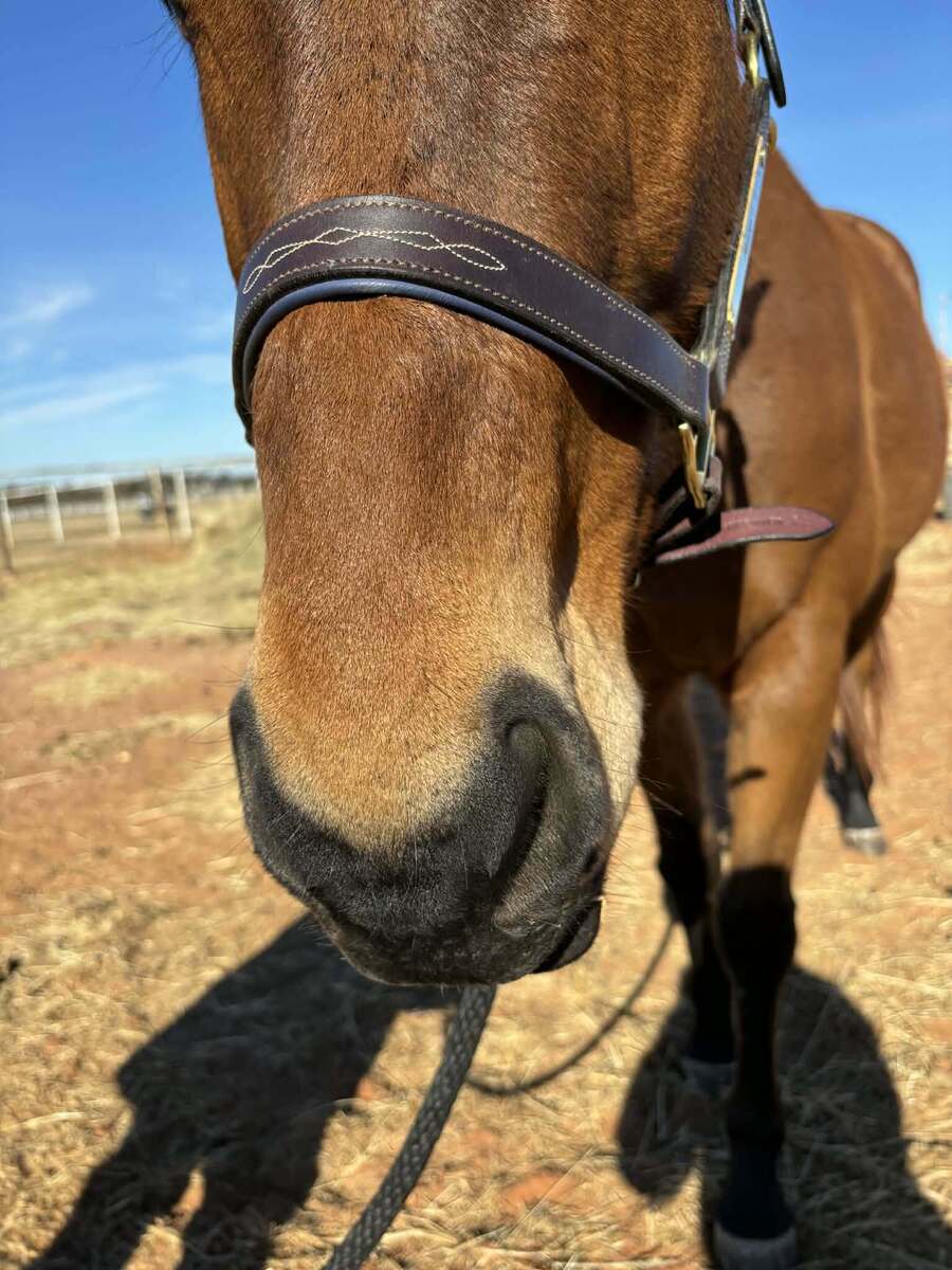 Acting Wizard, 8yo Thoroughbred gelding, 16.0hh