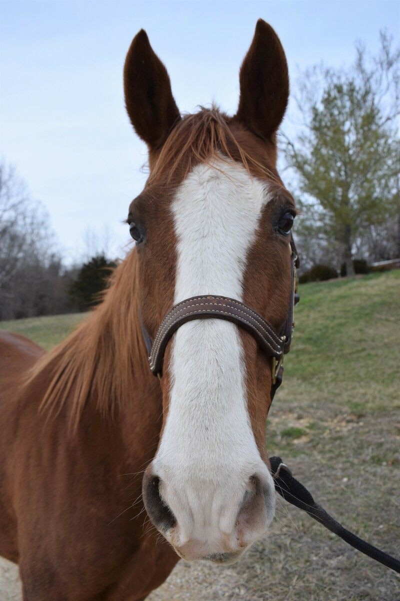 Charlotte, 20yo American Saddlebred mare, 15.0hh