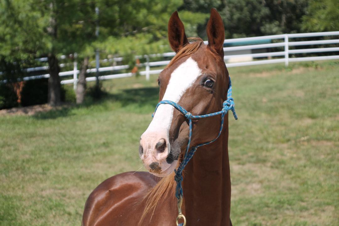 Charlotte, 20yo American Saddlebred mare, 15.0hh