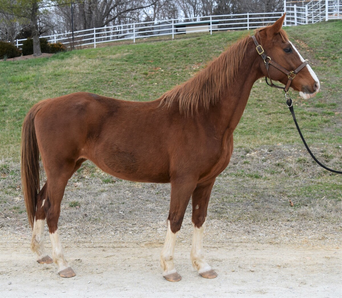 Charlotte, 20yo American Saddlebred mare, 15.0hh