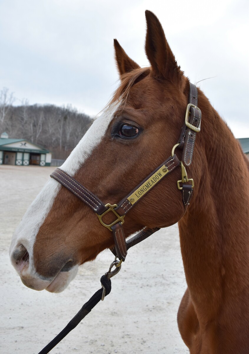 Charlotte, 20yo American Saddlebred mare, 15.0hh